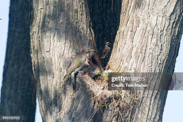 northern flicker and her offspring - flicker stock pictures, royalty-free photos & images