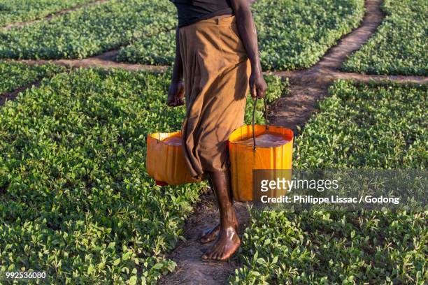 member of a women's cooperative carrying buckets to water a field in karsome, togo. - togo stockfoto's en -beelden
