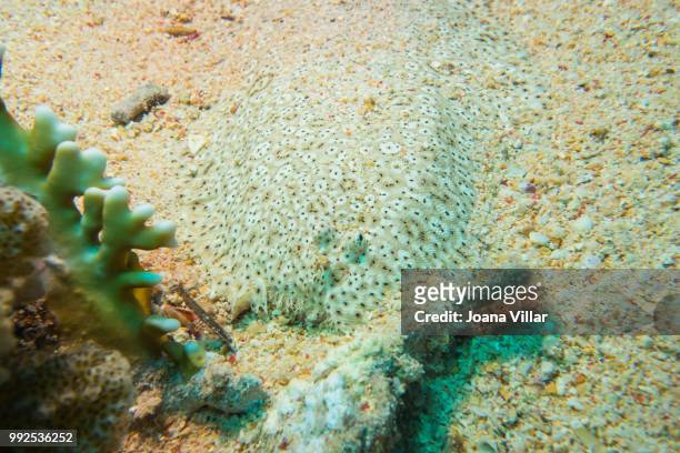 flatfish, moses sole - moses sole stock-fotos und bilder