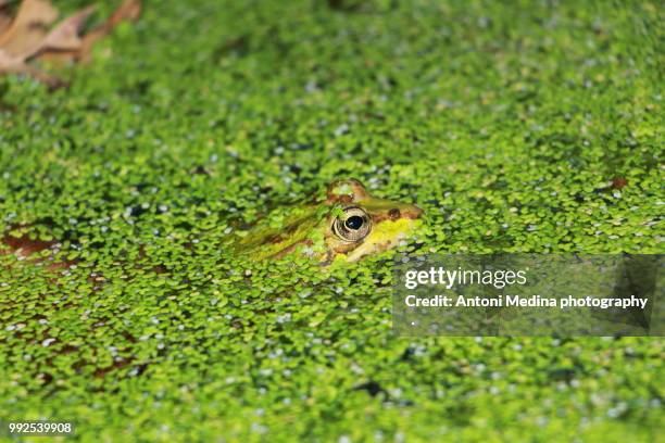 verde rana - anura stock pictures, royalty-free photos & images