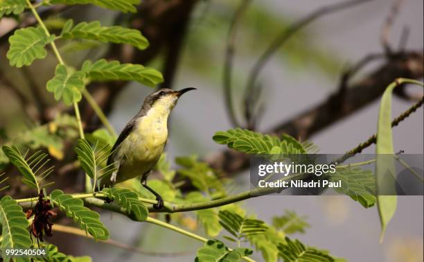 thinking sunbird - niladri paul ストックフォトと画像