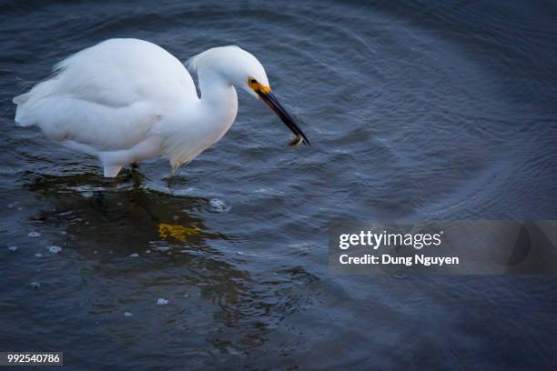 fishing at the lake - dung stock pictures, royalty-free photos & images