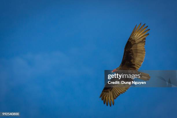 big wingspan - dung stock pictures, royalty-free photos & images