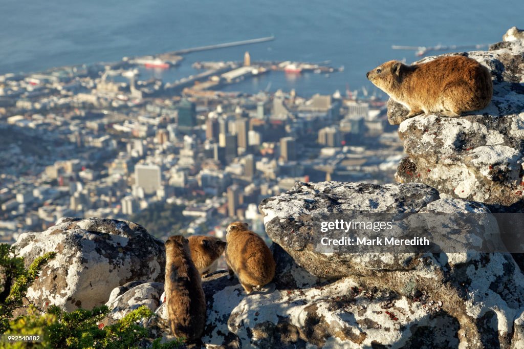 Dussie A Family Of Dassies Or Rock Hyrax On Table Mountain Overlooking Cape ...