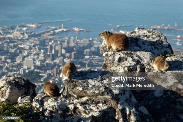 a family of dassies, or rock hyrax, on table mountain overlooking cape town - rock hyrax stock pictures, royalty-free photos & images