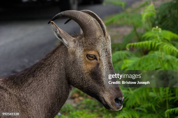 nilgiri tahr - tahr stock pictures, royalty-free photos & images