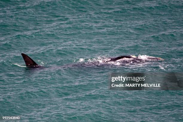 Southern right whale swims in the harbour in Wellington on July 6, 2018.