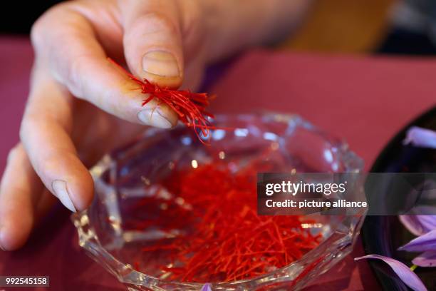 Jean Frédéric Waldmeyer holds a the essence of the saffron crocus flower in his fingers in Feuchtwangen, Germany, 17 October 2017. The deep red...