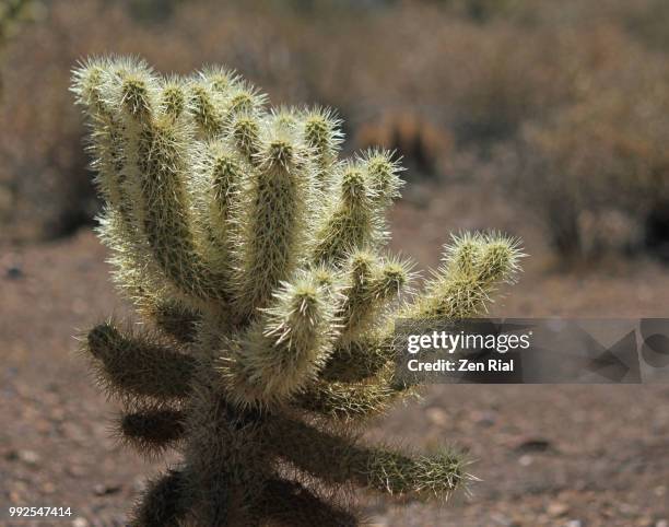 teddy bear cholla - cylindropuntia bigelovii cactus - cactus cholla fotografías e imágenes de stock