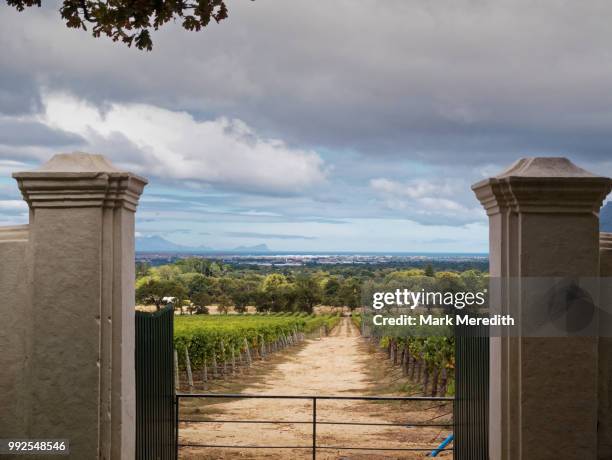 vineyard in constantia near cape town - constantia - fotografias e filmes do acervo