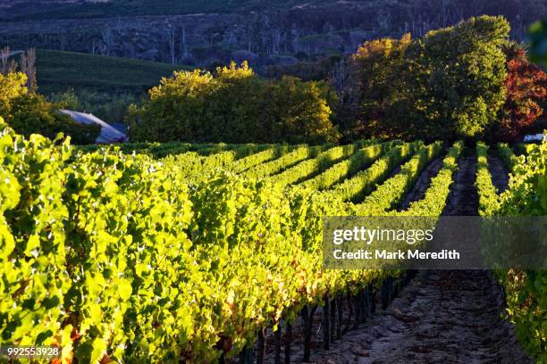 constantia vineyard near cape town - constantia stock-fotos und bilder