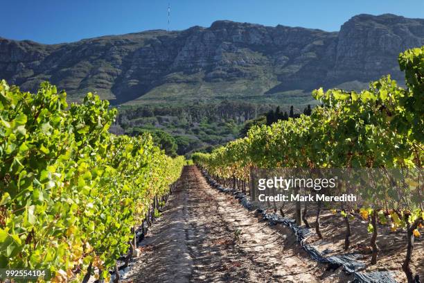 rows of vines in constantia near cape town - constantia stock-fotos und bilder
