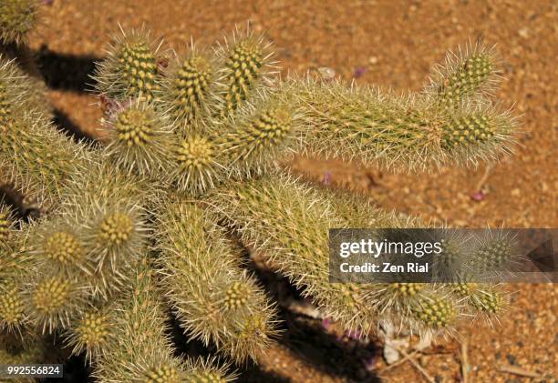 teddy bear cholla - cylindropuntia bigelovii cactus - cactus cholla fotografías e imágenes de stock