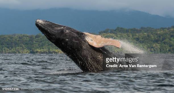 jumping humpback - wildlife colombia stock-fotos und bilder