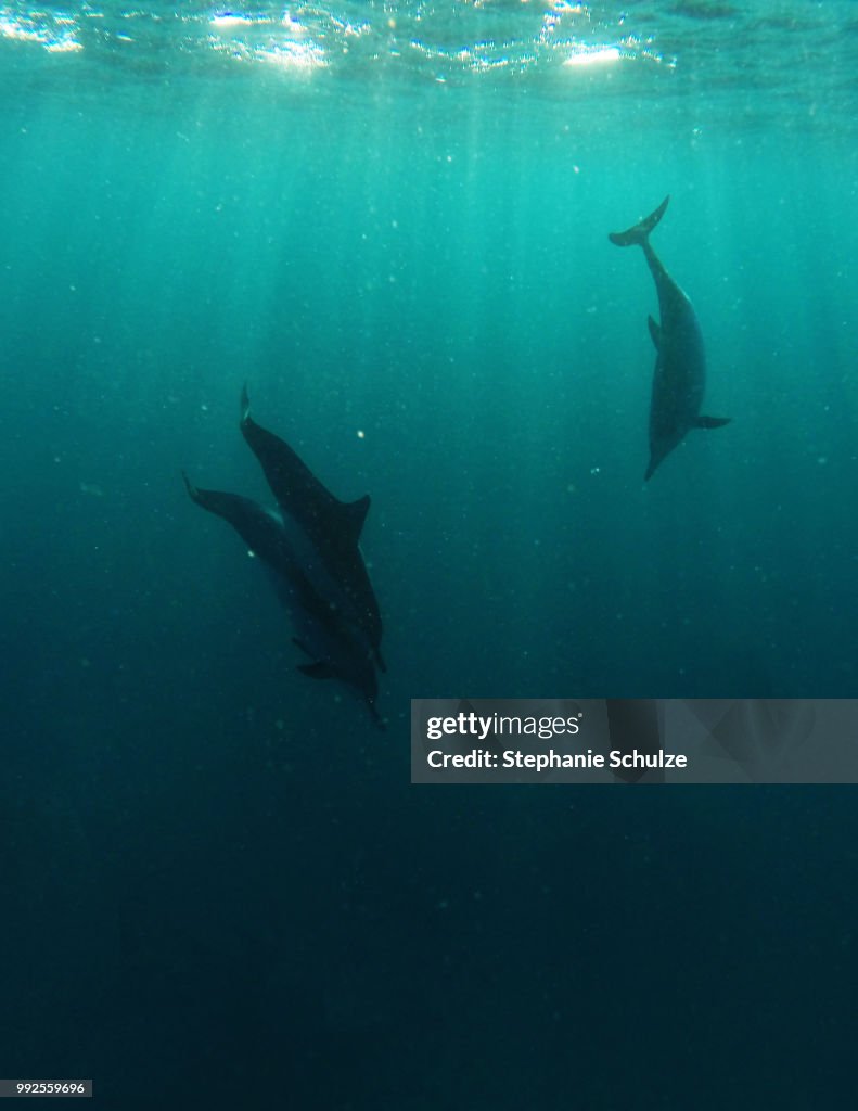 Dolphins back into darkness