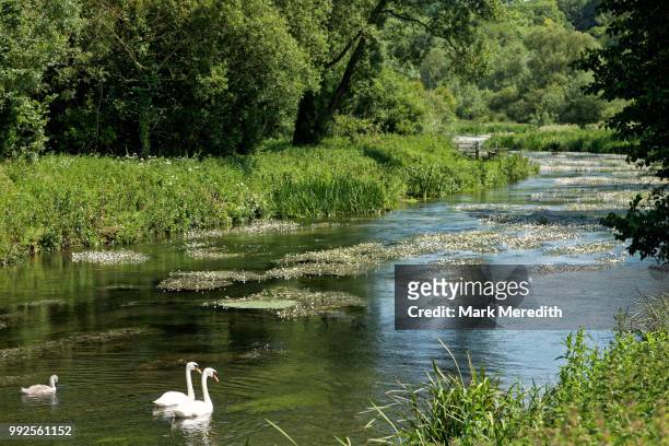 english summer with family of swans on the river avon in avebury, wiltshire, england - avon river stockfoto's en -beelden