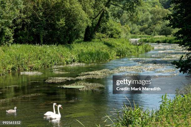 english summer with family of swans on the river avon in avebury, wiltshire, england - avon river stock pictures, royalty-free photos & images