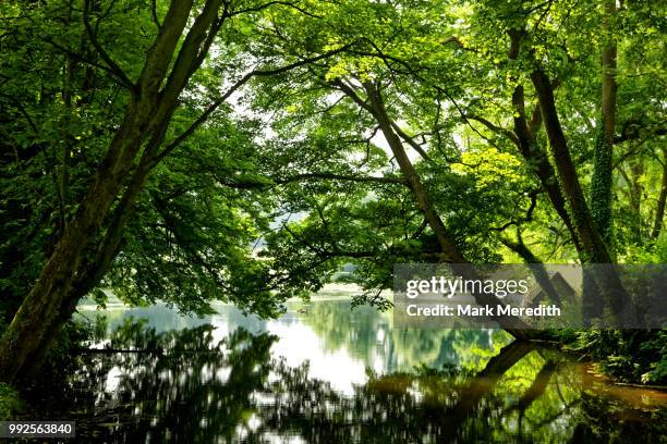 summer on the lake near banbury, oxfordshire - banbury stockfoto's en -beelden