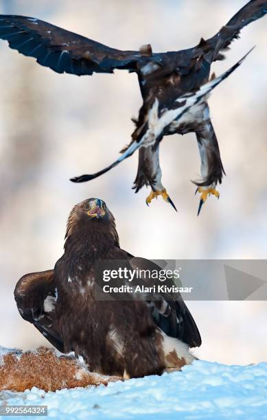 attack - eagle attack stock pictures, royalty-free photos & images