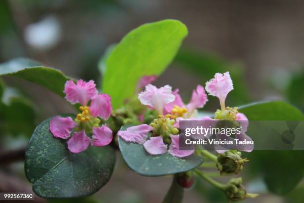 flor da acerola (acerola's flower) - acerola stock-fotos und bilder