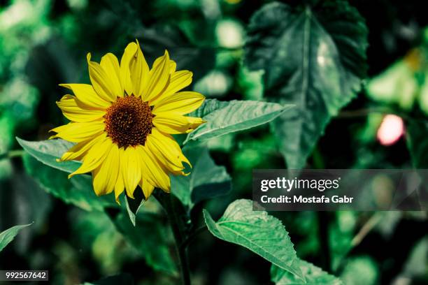 flower - mostefa stock pictures, royalty-free photos & images