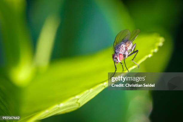 herr der fliegen - fliegen fotografías e imágenes de stock