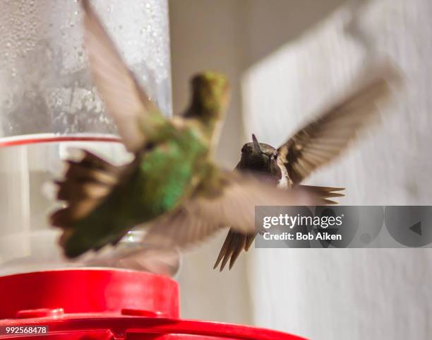 hummingbirds fighting - aiken stock pictures, royalty-free photos & images