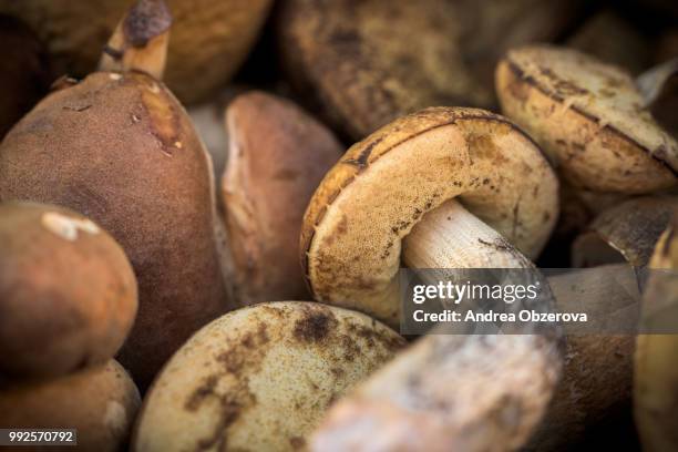 mix of edible forest mushrooms, fall, autumn concept - micologia foto e immagini stock