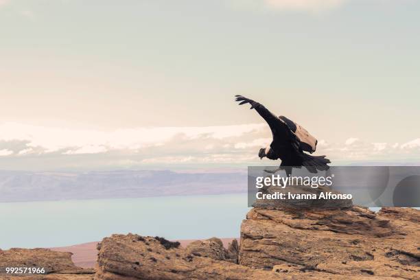 condor andino levantando vuelo - 2 - levantando photos et images de collection