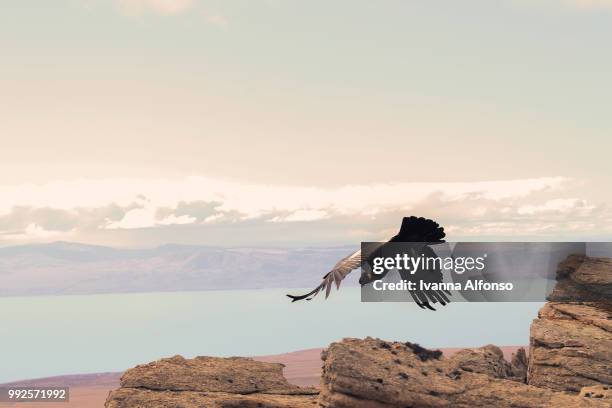 condor andino levantando vuelo - 3 - levantando 個照片及圖片檔