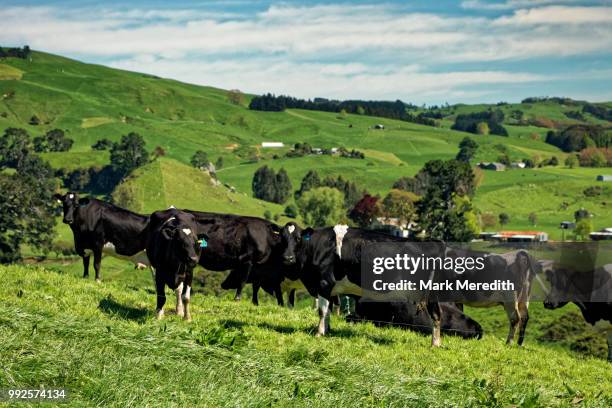 dairy farming in the waikato - new zealand cow stock pictures, royalty-free photos & images