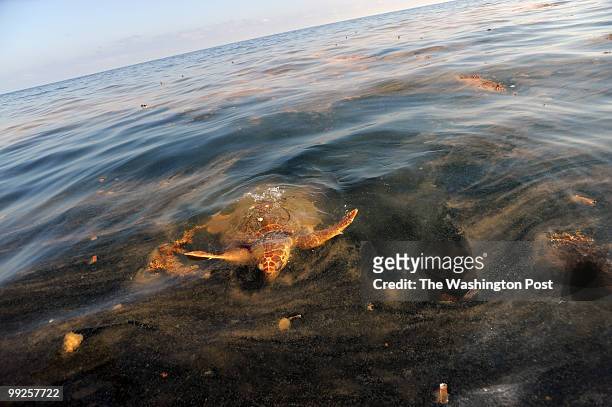 South Pass, LA A sea turtle surfaces to feed on Portuguese Man-O-War contaminated with oil due to the spill from the Deepwater Horizon rig disaster...