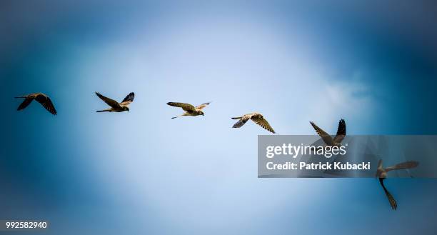 a falcon study - kubacki stock pictures, royalty-free photos & images