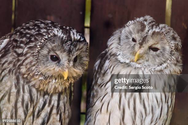 wife's disapproval - ural owl stock pictures, royalty-free photos & images