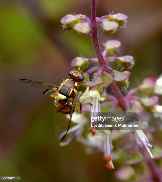 Indian Wasp Insect 256 India Wasps Stock Photos, High-Res Pictures, and Images - Getty Images