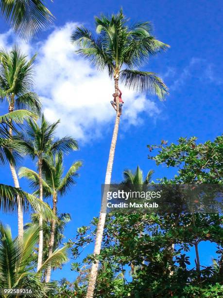 coconut climber - kalb stock pictures, royalty-free photos & images