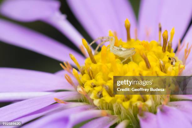 waiting for dinner guest - dinner guest stock pictures, royalty-free photos & images