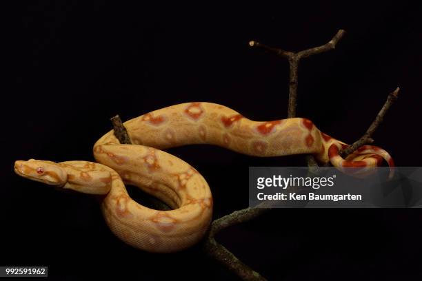 sharp boa - indian python - fotografias e filmes do acervo