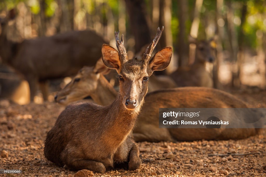 Timor Deer