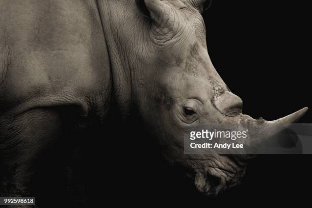the rhino - endangered species stock pictures, royalty-free photos & images