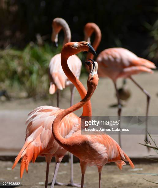 dance of the flamingo - james' flamingo stock pictures, royalty-free photos & images