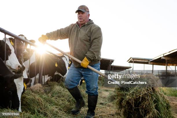 vroege ochtend melkveehouder feeds koeien luzerne bewegen met pitchfork - dairy farming stockfoto's en -beelden