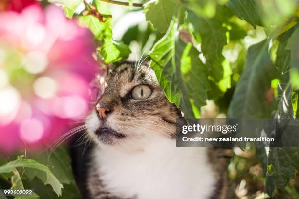 closeup head portrait of tabby cat framed with out of focus pink dahlia and foliage - tabby stock pictures, royalty-free photos & images