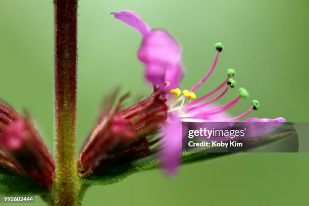 close-up of a loosestrife - loosestrife stock pictures, royalty-free photos & images