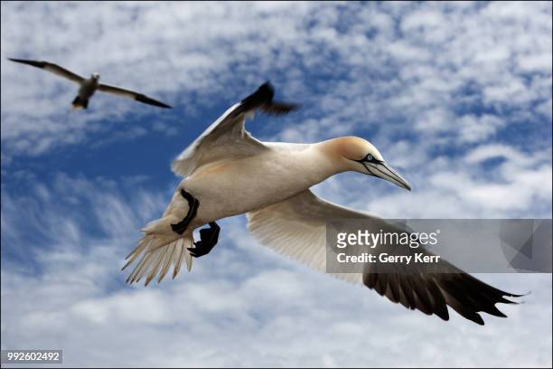 northern gannet - northern gannet stock-fotos und bilder