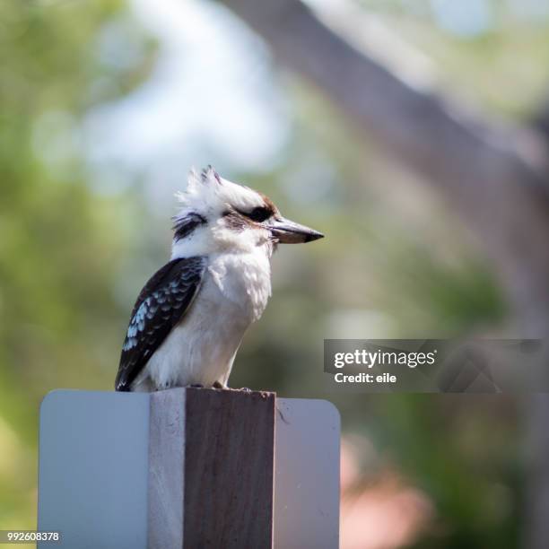 laughing kookaburra - eile stock pictures, royalty-free photos & images