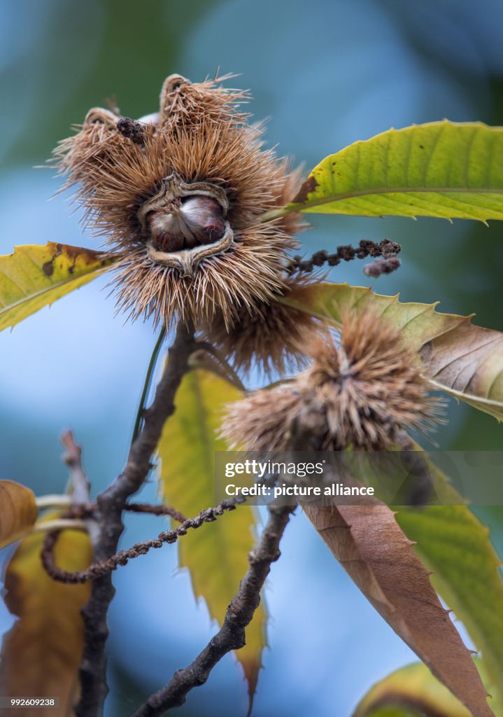 Sweet chestnut