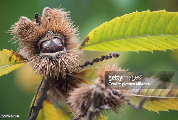 Sweet chestnut hanging from a chestnut tree in Stuttgart, Germany, 19 October 2017. The sweet chestnut is the tree of the year 2018. Photo: Sebastian...
