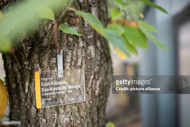 Sign with the text "Sweet chestnut" hanging from a chestnut tree in Stuttgart, Germany, 19 October 2017. The sweet chestnut is the tree of the year...