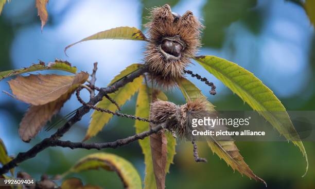 Sweet chestnut hanging from a chestnut tree in Stuttgart, Germany, 19 October 2017. The sweet chestnut is the tree of the year 2018. Photo: Sebastian...
